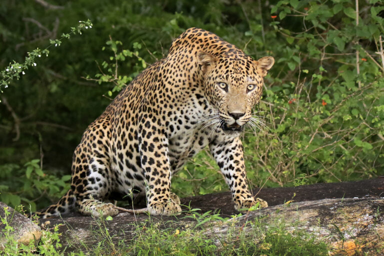 Vickum Senanayake - 6.Hans_